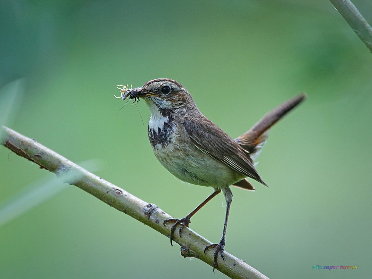  () . Luscinia svecica.